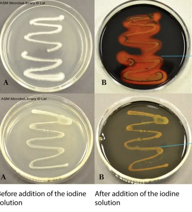 <p>What test is this?</p>
