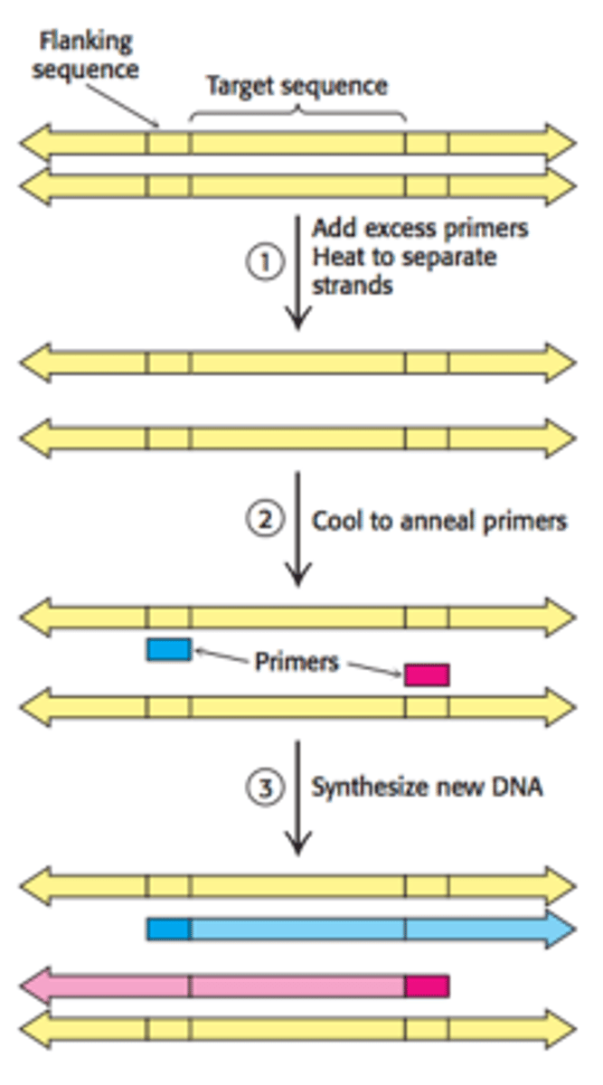 <p>Purpose: Used to amplify a small quantity of DNA by several orders of magnitude</p><p>Step 1: DNA strands and complementary DNA primers are heated to 95 C for 15 seconds to separate the strands.</p><p>Step 2: The solution is abruptly cooled to 54 C to allow the</p><p>primers to anneal to each ssDNA.</p><p>Step 3: The solution is heated to 72 C and new complementary</p><p>strands are synthesized using Taq DNA polymerase.</p><p>Step 4: The cycle is repeated until the desired quantity of DNA is synthesized.</p>