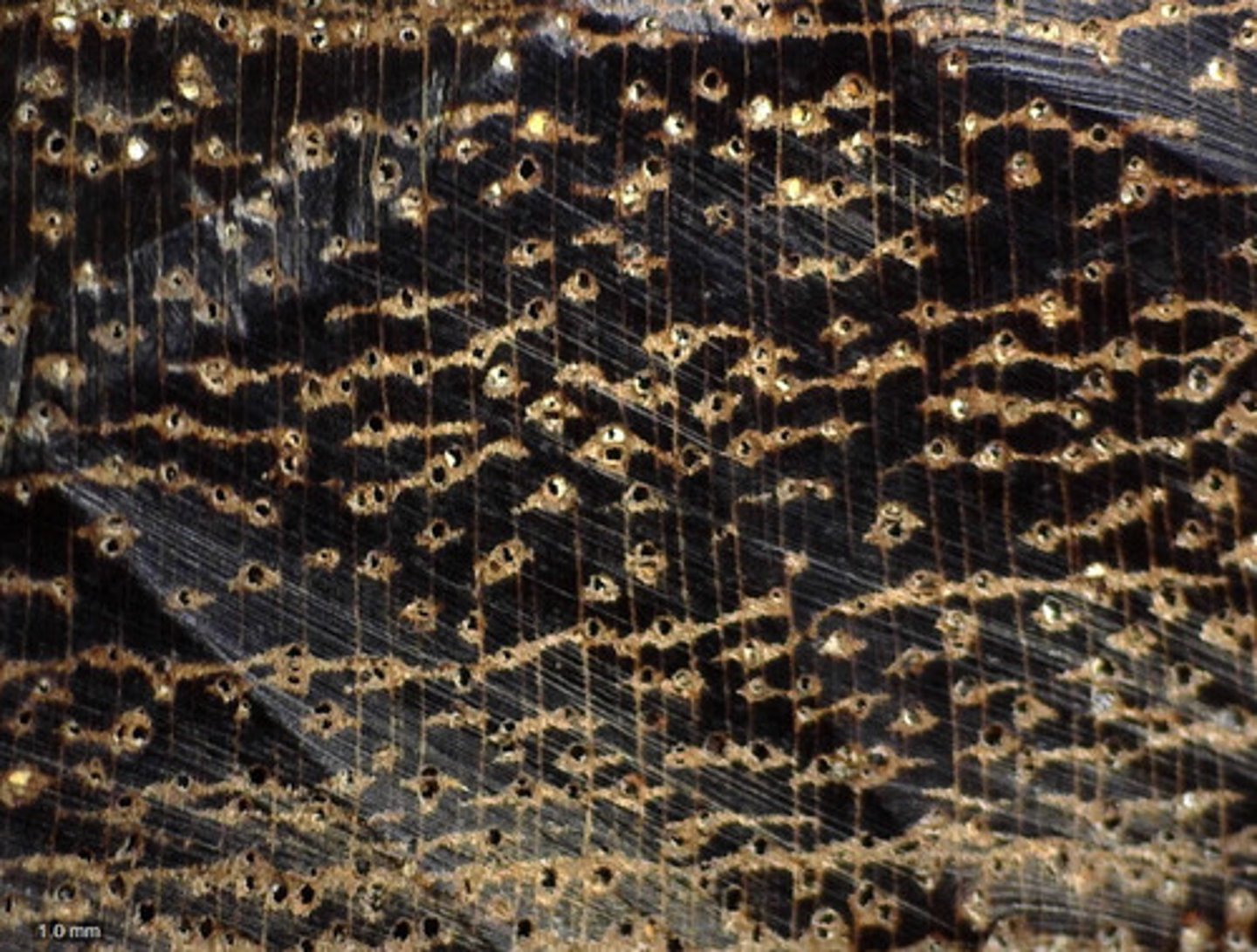 <p>Dark - colored heartwood , presence of deposits and its aliform confluent parenchyma</p>