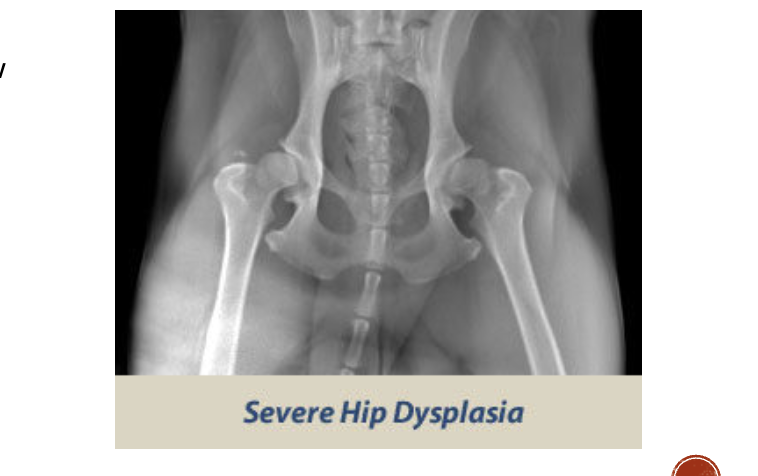 <p>OFA severe dysplasia</p>