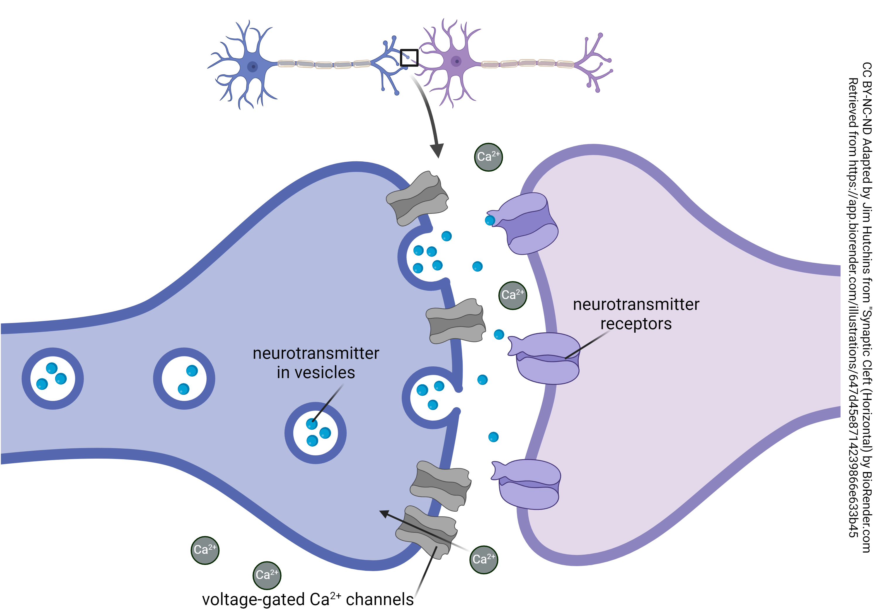 <p>Point at which two neurons meet</p><p>When action potential reaches the axon terminal, the presynaptic cell releases neurotransmitters into the synaptic cleft to be received by the postsynaptic cell</p><p><span>are either excitatory or inhibitory depending on the neurotransmitter released</span></p><ul><li><p><span>major excitatory neurotransmitter is </span><strong>glutamate</strong></p></li><li><p><span>The major inhibitory neurotransmitter is </span><strong>GABA</strong></p></li></ul><p></p>