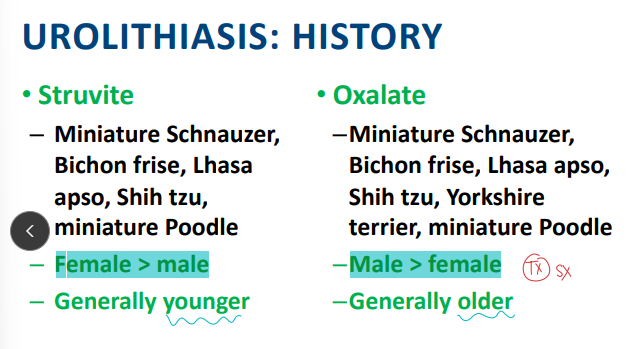 <p><span style="background-color: transparent;"><strong>Urinary Stones in Small Animals</strong></span></p>
