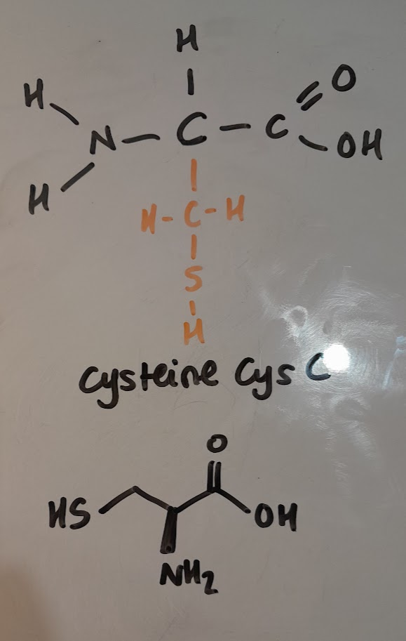 <ul><li><p>Cys</p></li><li><p>C</p></li><li><p>polar</p></li><li><p>sulfur-containing</p></li></ul><p></p>
