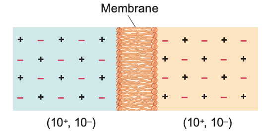 <p>is there membrane potential here? why?</p>