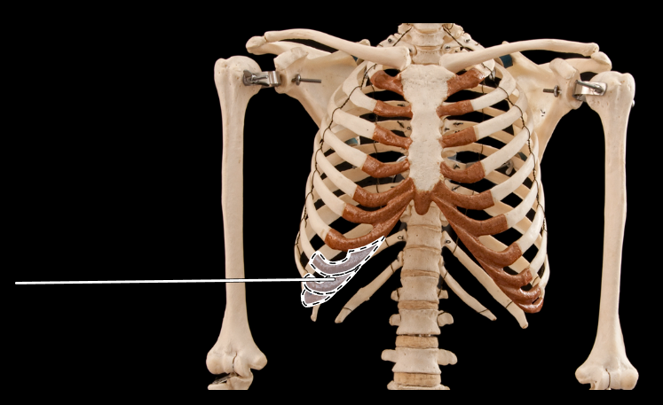 <p>What is the highlighted section called?</p><p>(Thoracic cage, anterior view).</p>