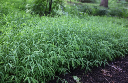 <p>What is the scientific name (genus and specific epithet) of this shade-tolerant grass species?</p><p></p>