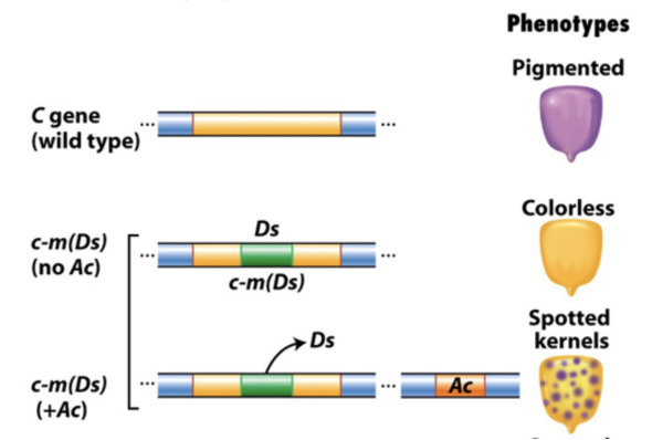 <ul><li><p>coloration of maize kernels are caused by the disruption of a pigment gene by a transposable element <em>Dissociation </em>(Ds)</p><ul><li><p>if left in pigment gene → purple corn (WT)</p></li></ul></li><li><p>dissociation transposition (jumping) requires an enzyme produced by a second transposable element <em>Activator </em>(ac)</p></li><li><p>this showed that the genome is much mroe dynamic than we previously thought</p><ul><li><p>genes can literally jump out from and into genomes</p></li></ul></li></ul><p></p>