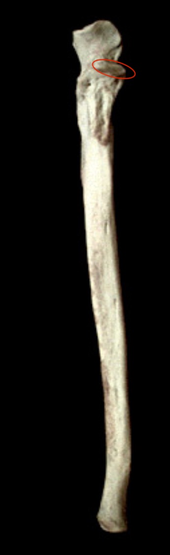 <p>What structure is this?</p>