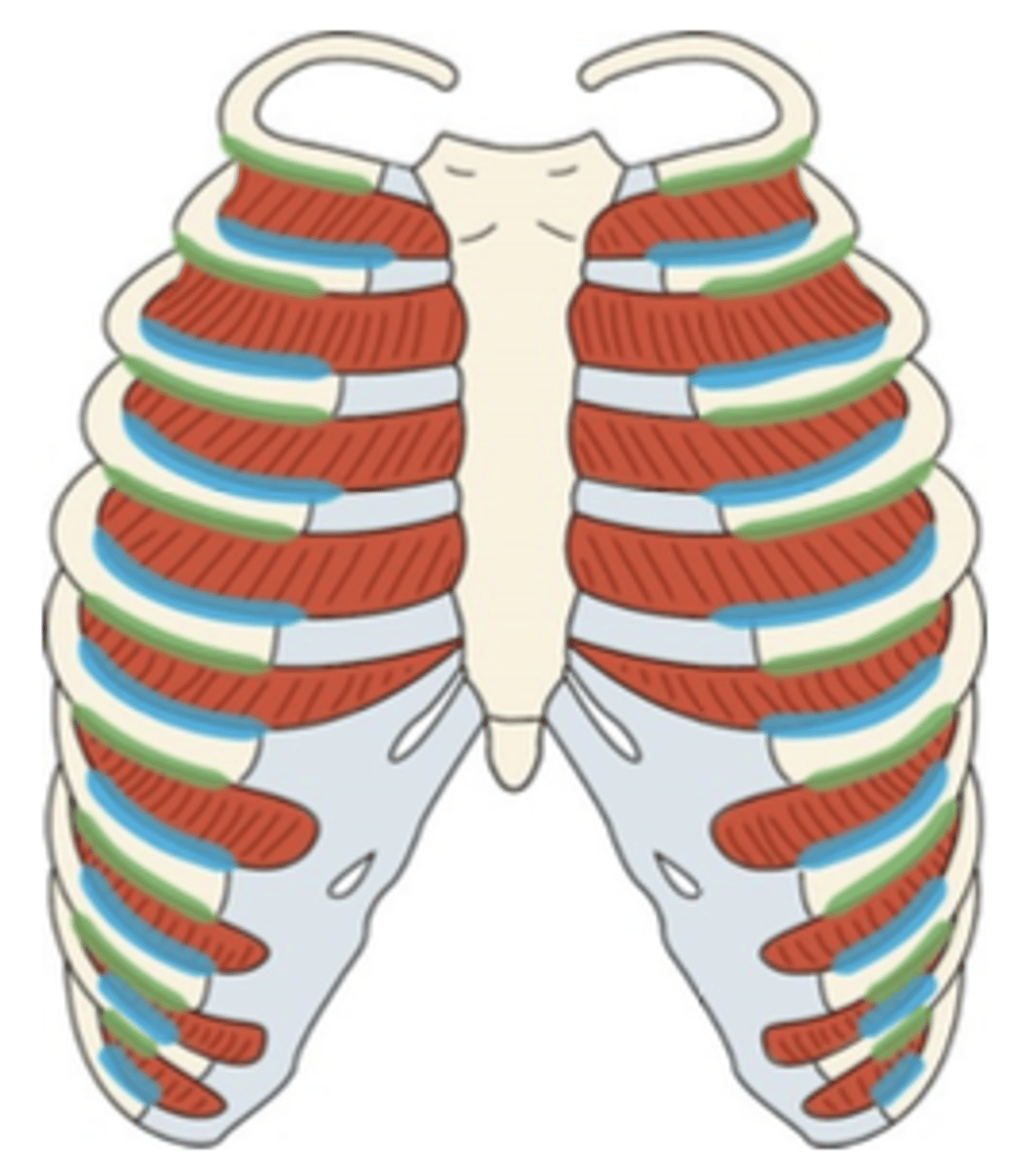 <p>What muscle is this?</p>