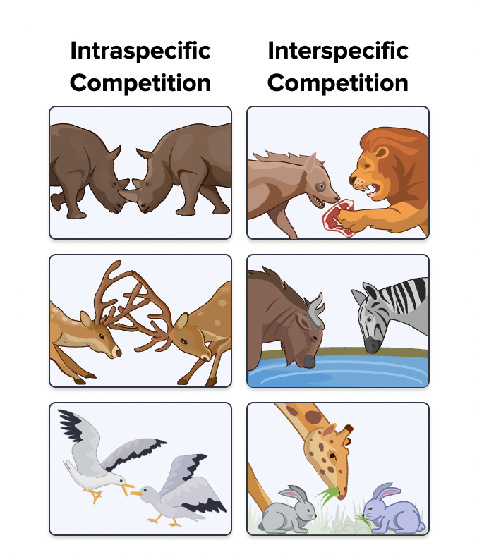 <p><span>Interactions between different species</span></p>