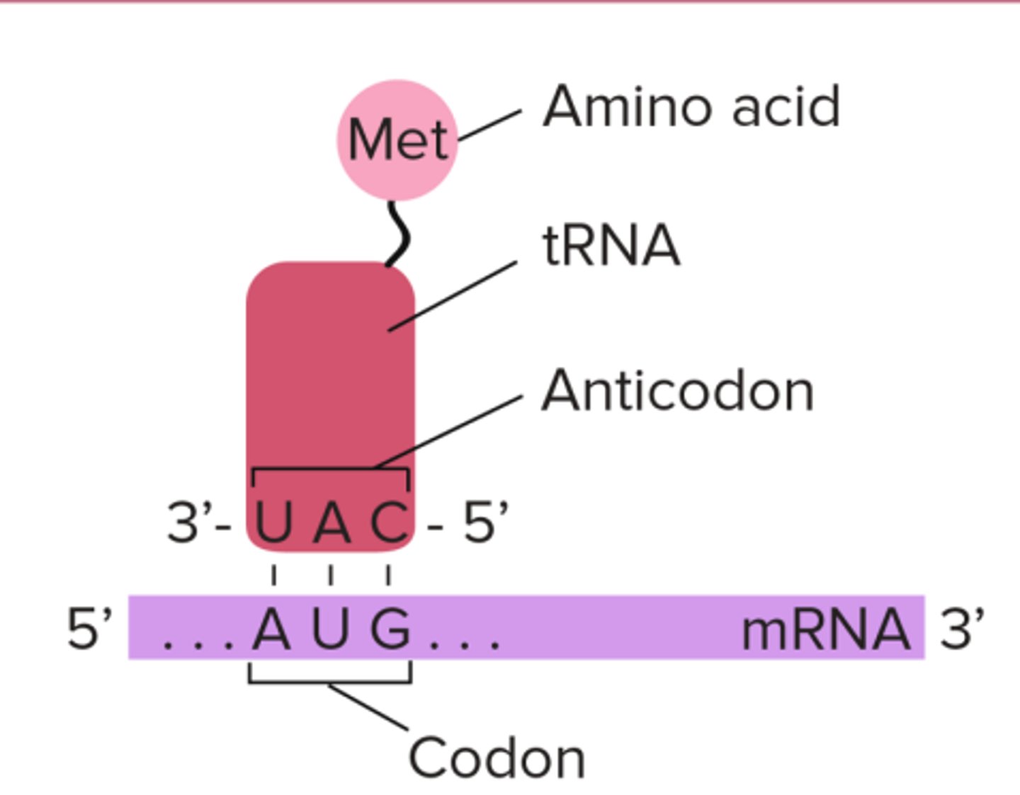 <p>what does tRNA's amino acid arm do?</p>