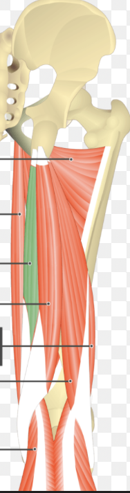 <p><span><span>hamstring muscle in the back of the thigh closest to inner thigh </span></span></p>