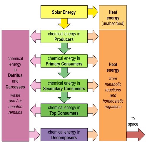 <p>Chemical energy produced by an organism can be converted into kinetic, electrical or even light energy, but it is accompanied by an energy loss in the form of evolved <mark data-color="red">heat</mark>.</p><p>Living organism <mark data-color="red">cannot</mark> turn the heat into other forms of usable energy, so it is lost from the ecosystem. That is why ecosystems require a continuous influx of energy from an external source, such as sun.</p>