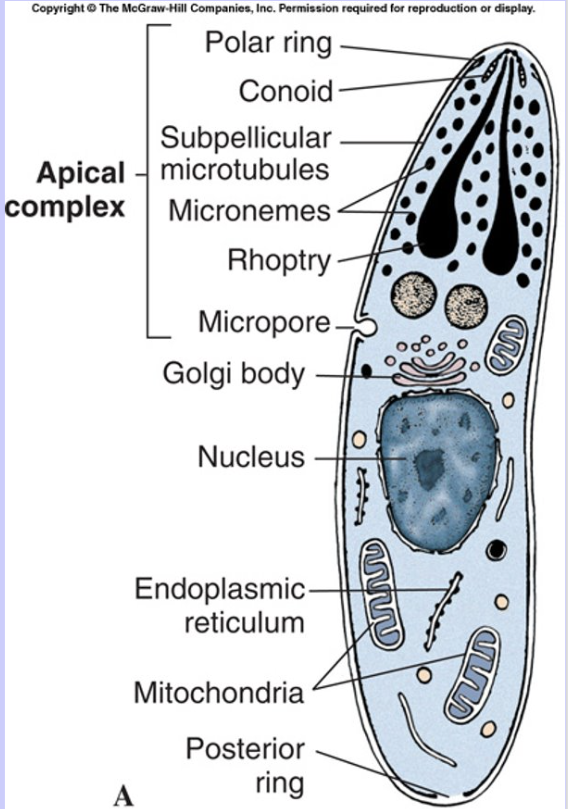 <ul><li><p>All parasitic, intracellular.</p></li><li><p>Apical complex for host cell entry.</p></li><li><p>Complex life cycle (sexual + asexual).</p></li><li><p>Ex: <em>Plasmodium</em> (malaria), <em>Toxoplasma gondii</em>.</p></li></ul><p></p>
