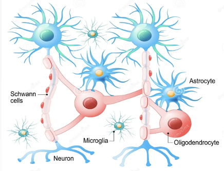 <p>support and protect neurons; found in the nervous system</p>