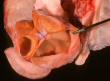 <p>What is this in a cow?</p>