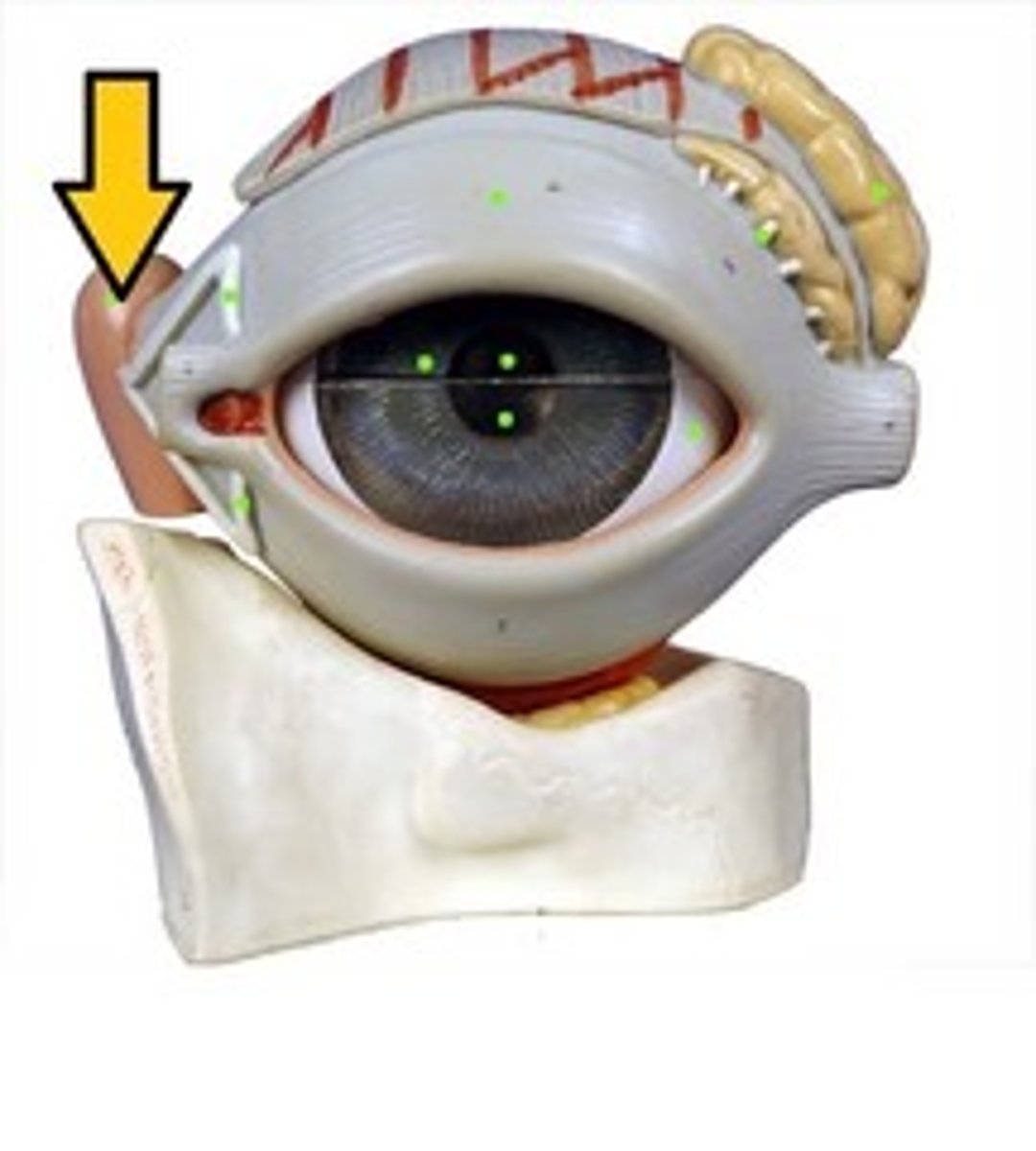 <p>Produces tears</p>