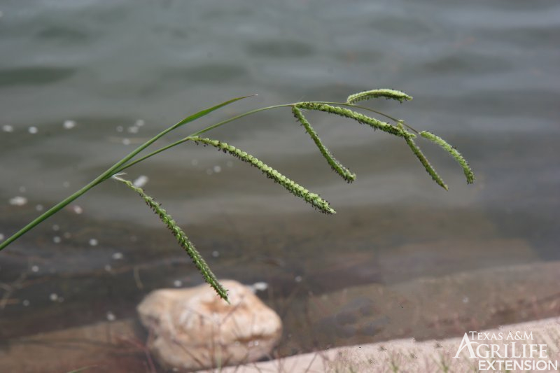 Longevity: Perennial

Season of Growth: Warm

Origin: Introduced

Economic Value

Wildlife: Fair

Grazing: Good