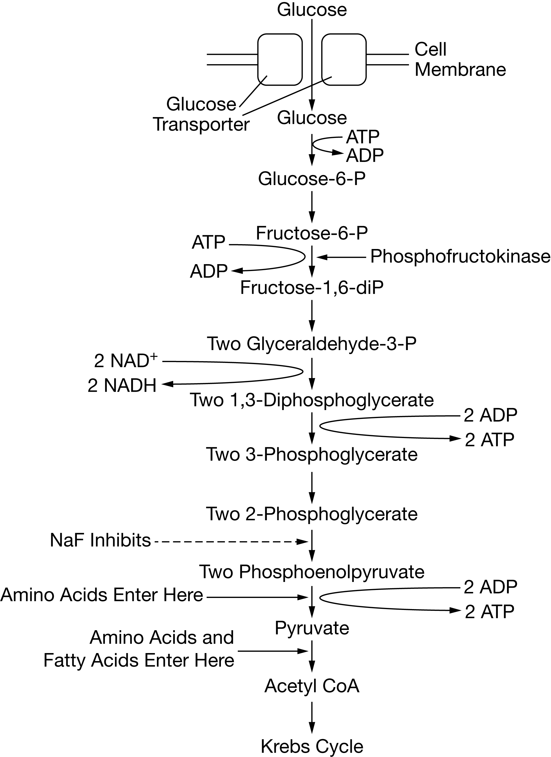 <p><span>Certain chemicals, including sodium fluoride (NaF), are capable of inhibiting specific steps of glycolysis. Figure 1 shows the steps of the glycolysis pathway, indicating where various macromolecules enter the pathway as well as the specific reaction inhibited by NaF</span></p><p>If NaF is added to cells undergoing cellular respiration, which of the following will most likely accumulate in the cells?</p>