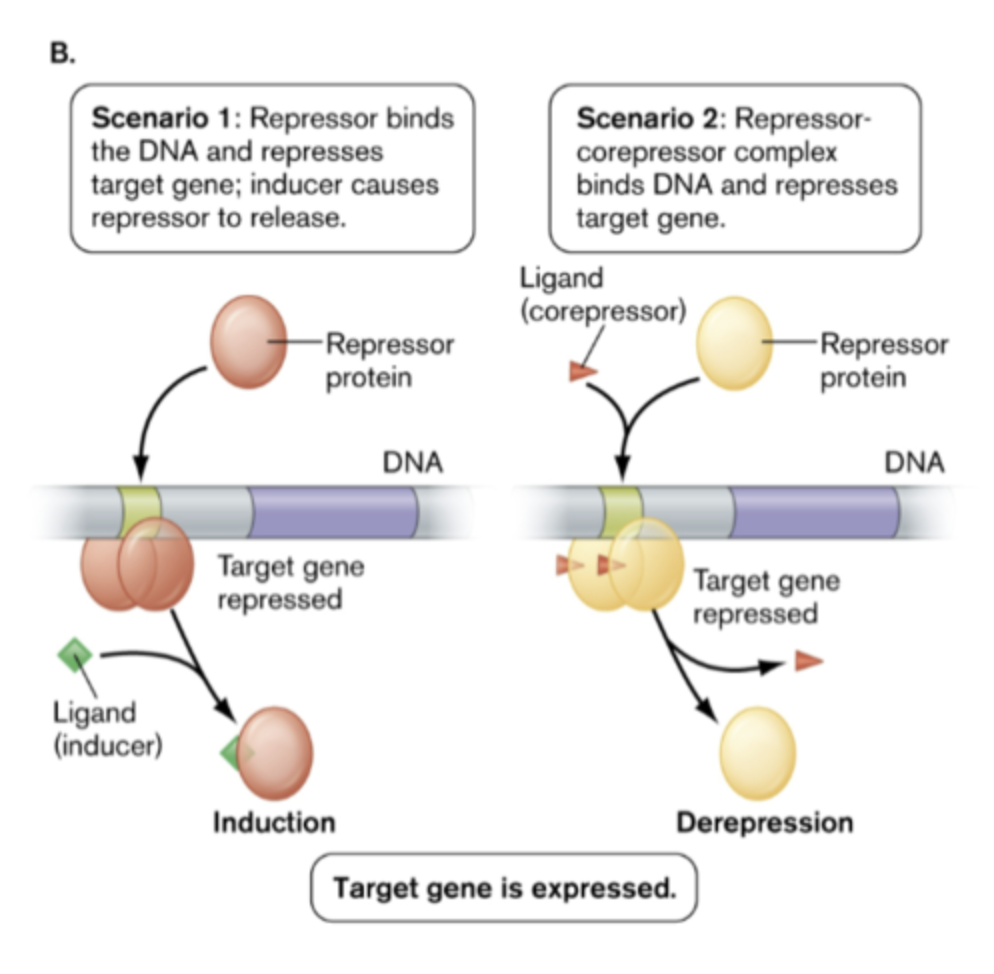 Binds to regulatory sequences in the DNA and prevents transcription of target genes
- Often they block sigma factors of RNA polymerase from binding promoter
- Bind DNA at sequence called operator sequence
- Repressors can require co-factors to repress or be released from binding site

