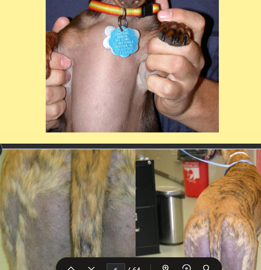 <p><span>Canine Cosmetic Pattern Baldness</span></p>