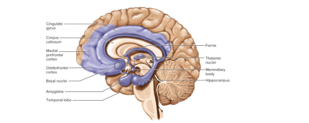 <p>of the limbic system</p><p>arches over corpus callosum in frontal ad partial lobes</p>
