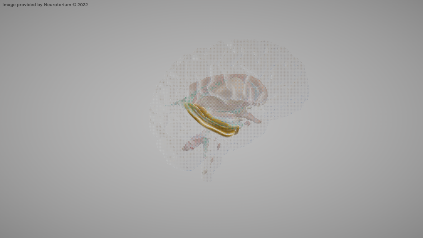 <p>A brain region that surrounds the hippocampus and is involved in memory encoding and retrieval.</p>