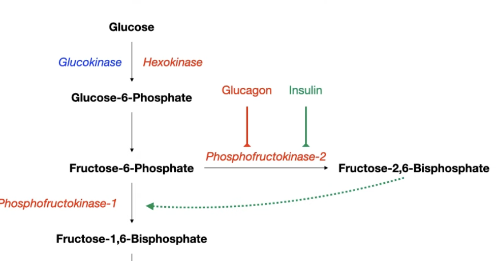 <ul><li><p>The goal is to make glycolysis faster by promoted PFK1</p></li></ul><p></p>