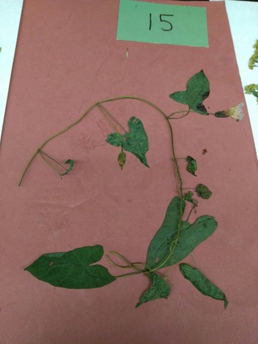 <p>hedge false bindweed</p>