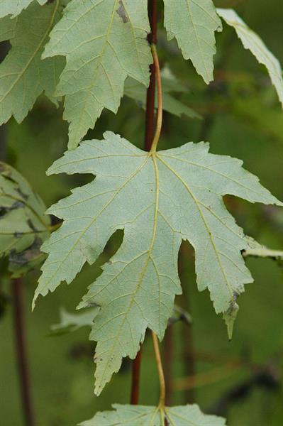 <p>Common name</p>