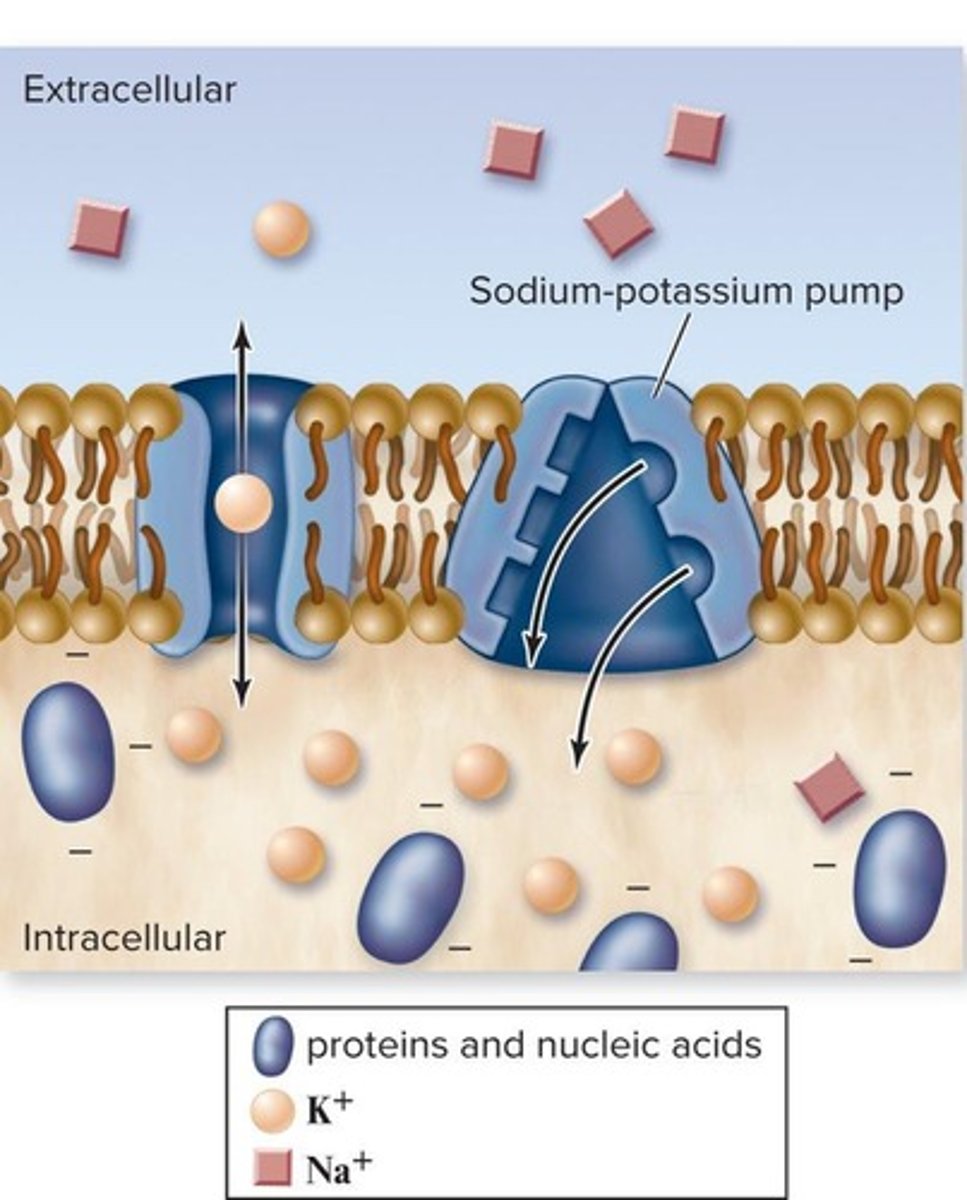 <p>Brings two K+ ions into the cell for every three Na+ ions it pumps out.</p>