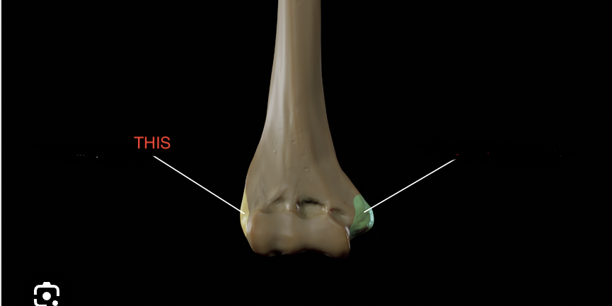 <p>Humerus</p>