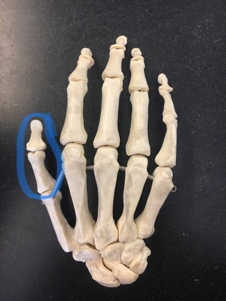 <p>2 bones; proximal, distal</p>