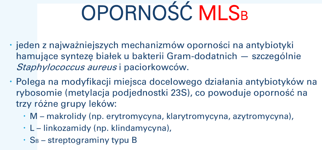 <p>jeden z najważniejszych mechanizmów oporności na antybiotyki</p><p>hamujące syntezę białek u bakterii Gram-dodatnich — szczególnie</p><p>Staphylococcus aureus i paciorkowców.</p><p> Polega na modyfikacji miejsca docelowego działania antybiotyków na</p><p>rybosomie (metylacja podjednostki 23S), co powoduje oporność na</p><p>trzy różne grupy leków:</p><p> M – makrolidy (np. erytromycyna, klarytromycyna, azytromycyna),</p><p> L – linkozamidy (np. klindamycyna),</p><p> SB – streptograminy typu B</p>