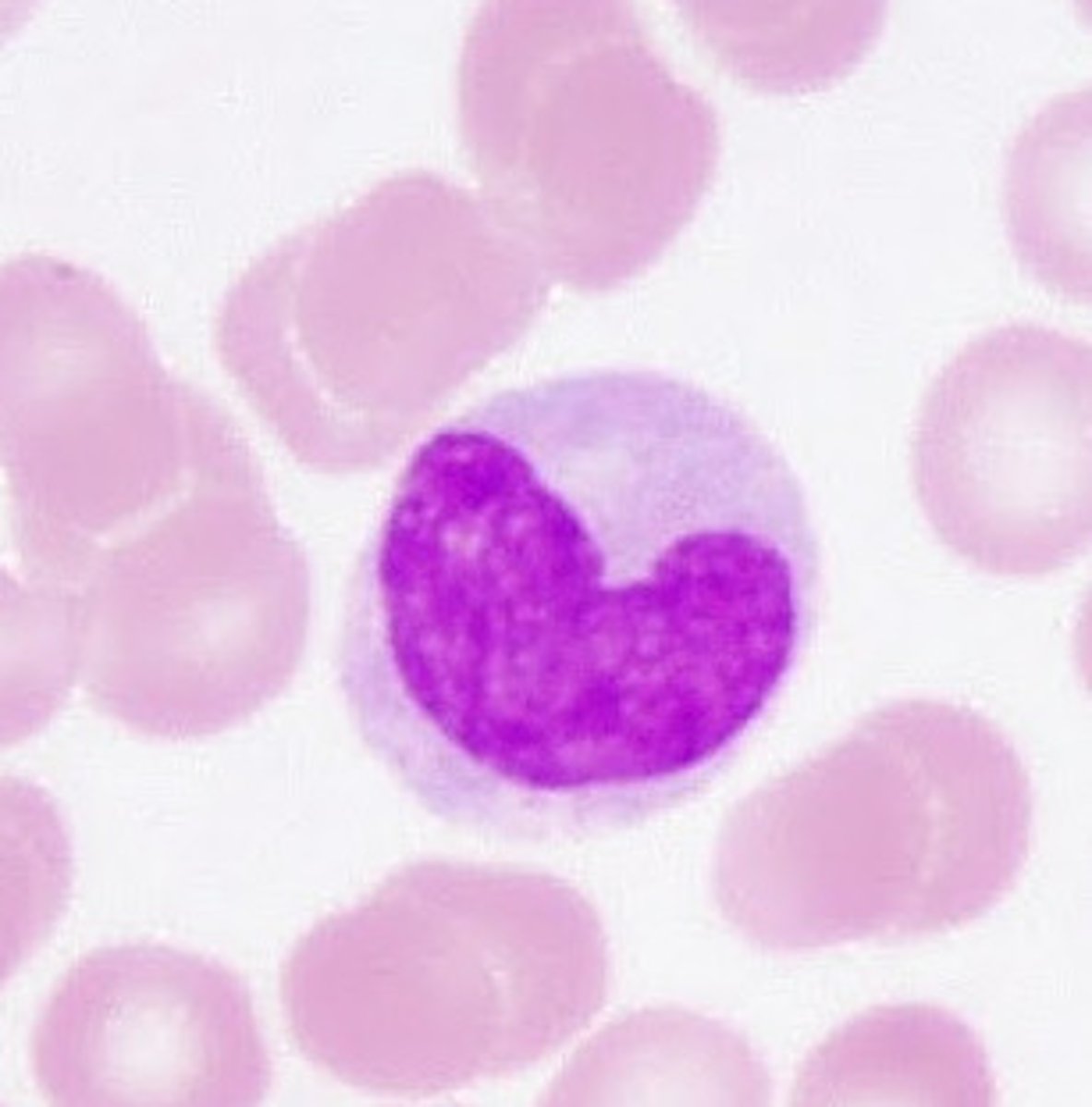 <p>type of leukocyte with no granules and a bean shaped nucleus; general function: immune protection</p>