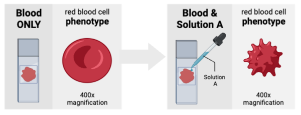 <p>The cells were most likely suspended in a _________ solution.</p><ul><li><p><span>a. hyperosmotic&nbsp;</span></p><p></p></li><li><p><span>b. isosmotic</span></p><p></p></li><li><p><span>c. hypoosmotic</span></p></li></ul><p></p>