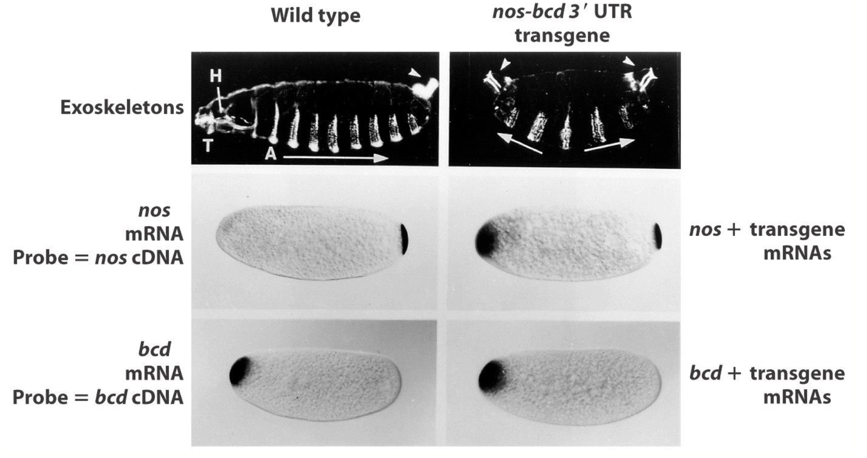 <ul><li><p>we see <em>nos</em> localized to both ends</p></li><li><p>nos is suppressing the effect of bcd, resulting in posterior structures in the anterior → nos protein suppresses translation of bcd mRNA</p></li></ul><p></p>