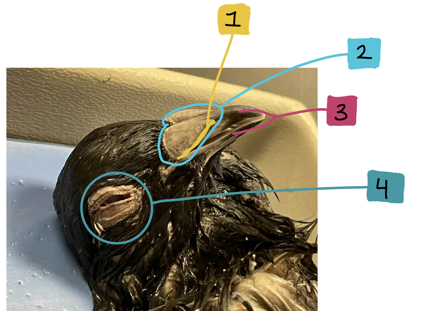 What feature of the external anatomy is #4?