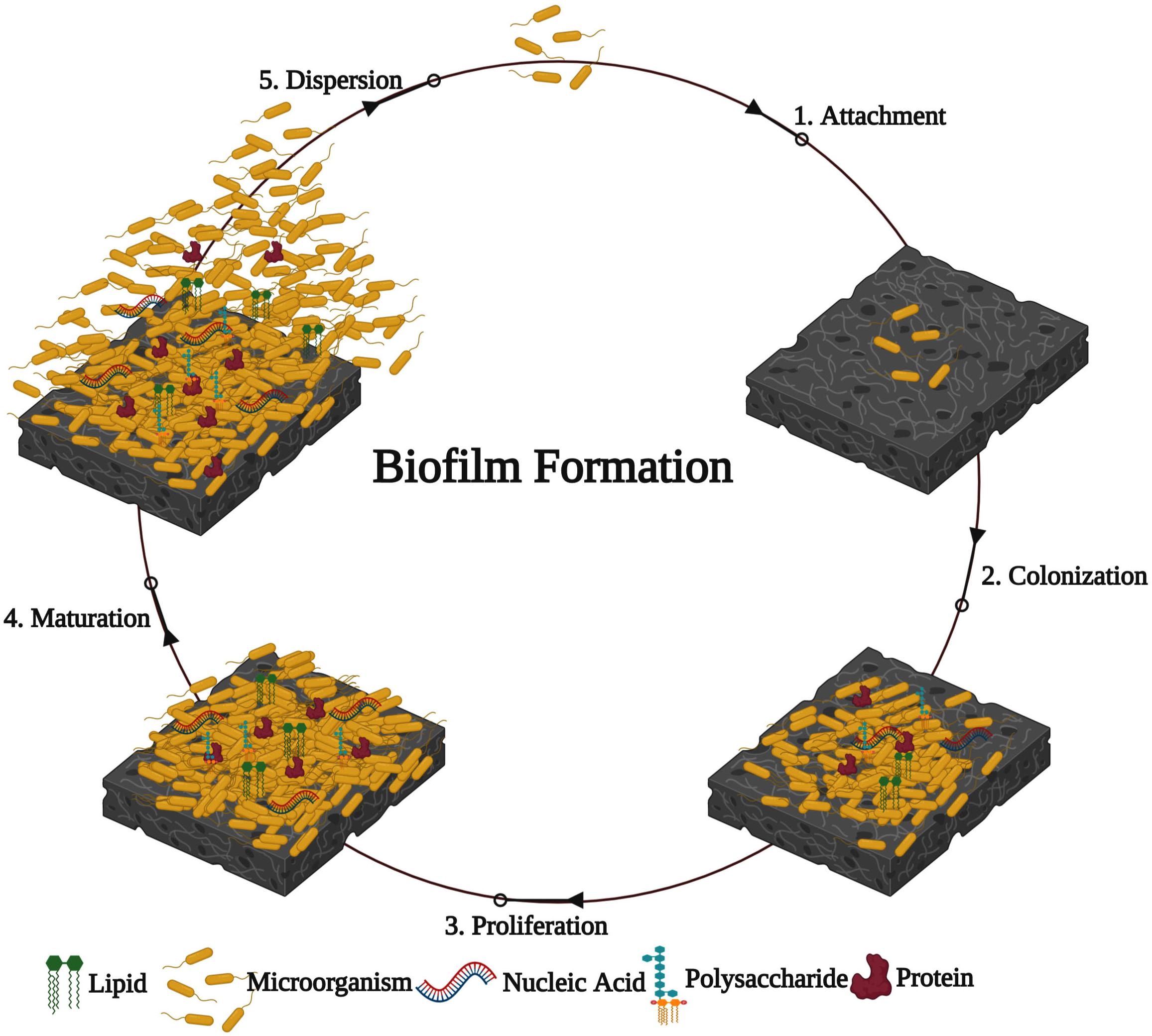 <p>A surface coating made by one or more kinds of microbes that work together to break down food</p><ul><li><p>Stromatolites </p></li><li><p>Plaque/tartar in ones mouth</p></li></ul>