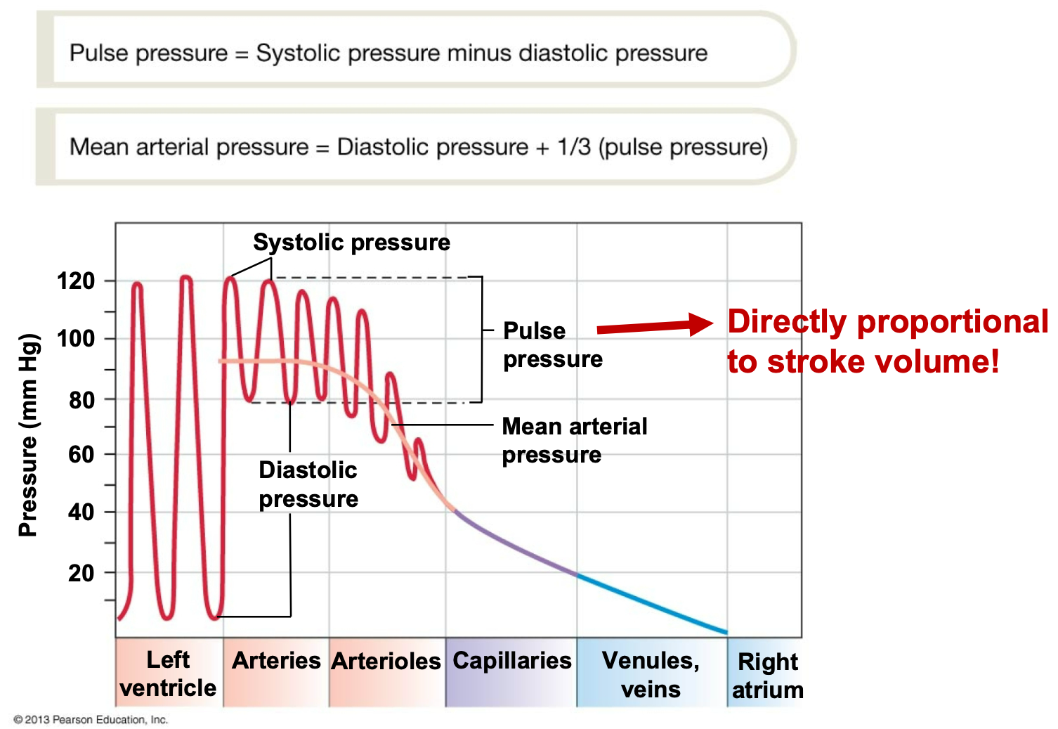 <ol><li><p>Pressure waves created by ventricular contraction travel into blood vessels</p></li><li><p>Pressure in arterial side of circulation cycles, but  pressure waves diminish in amplitude with distance and disappear at capillaries</p></li><li><p>Pulse pressure is directly proportional to stroke volume</p></li></ol>