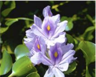 <p>Aquatic Nuisance Plants</p>