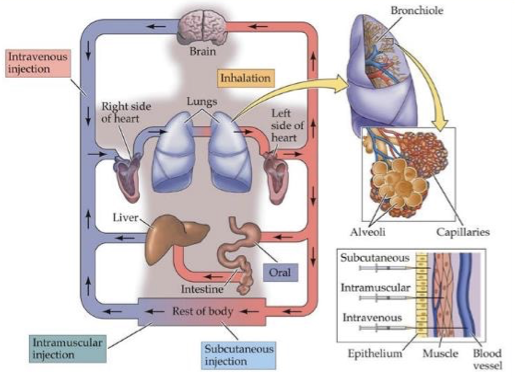 <p>route of drug administration </p>