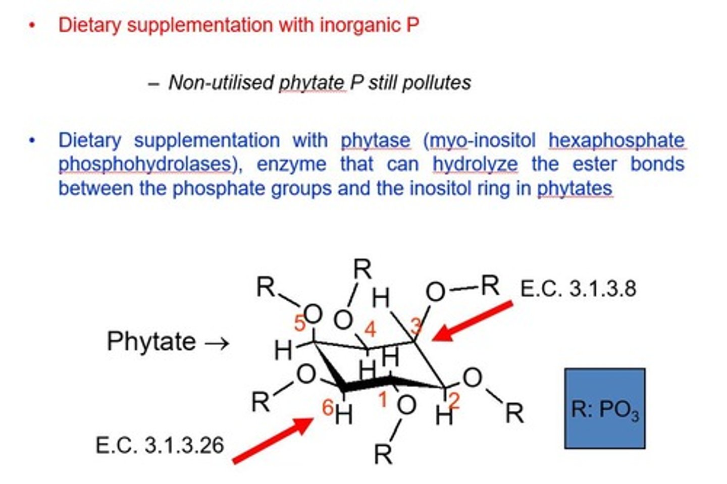 <p>Enzymes that increase phosphorus availability from phytate.</p>