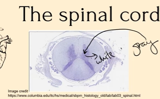 <p>It is showing that the spinal cord is made up of two parts:<br>The Gray Matter = made up mostly of neurons involved in spinal cord integration</p><p>The White Matter = made up mostly of myelinated axons of neurons that run up and down our bodies</p>