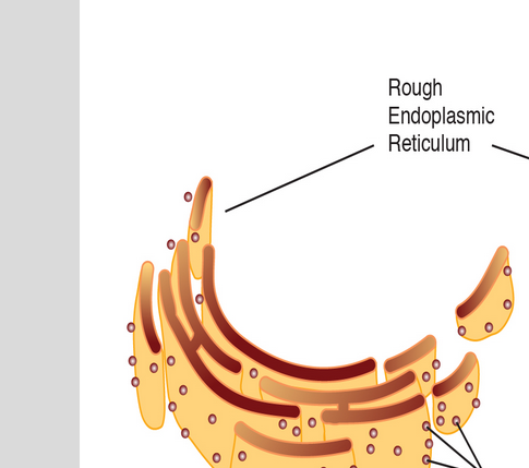 <p>What are the tiny spherical-structures on this?</p>