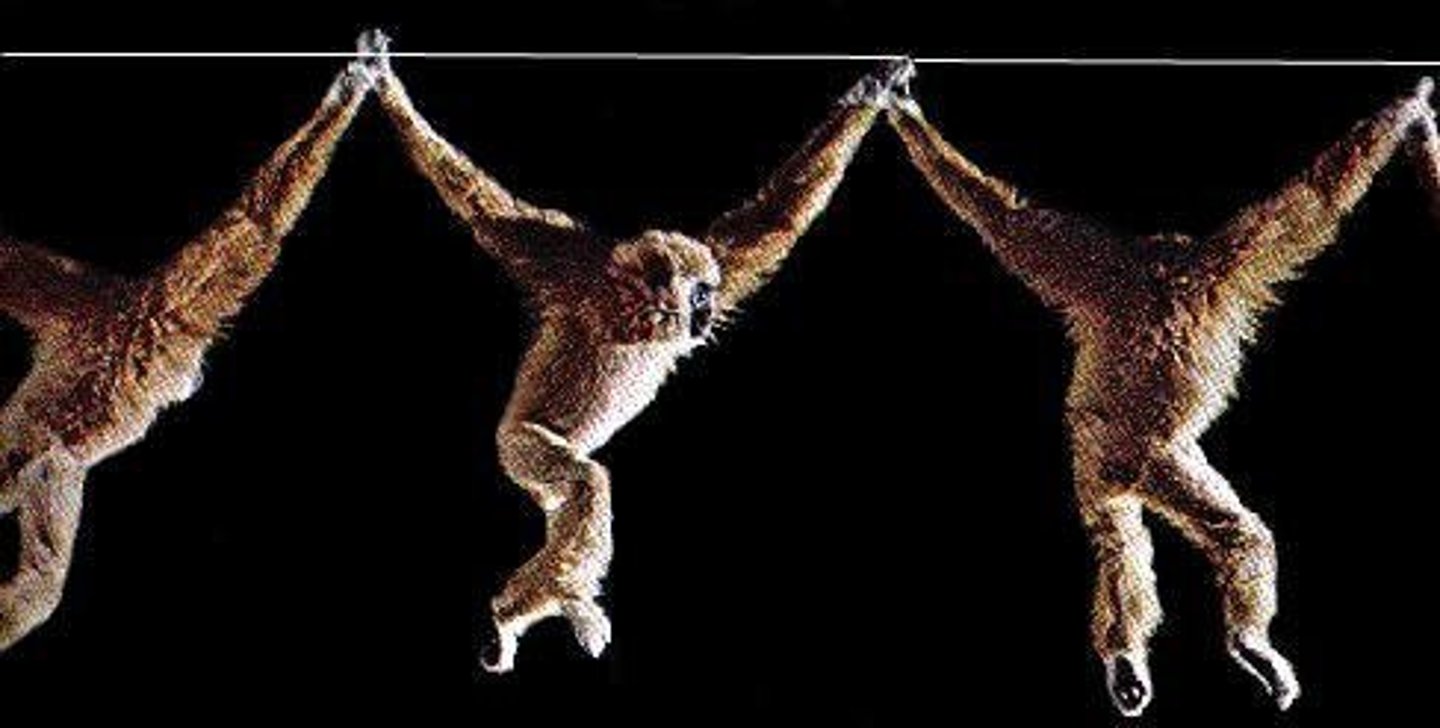 <p>The various modes of movement used by primates, including brachiation, quadrupedalism, and bipedalism.</p>