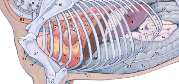 <p>56</p>