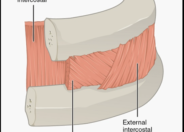 <p>What muscle is this (second layer)</p>