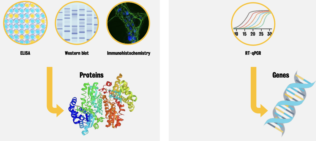 Schema of preclinical methods