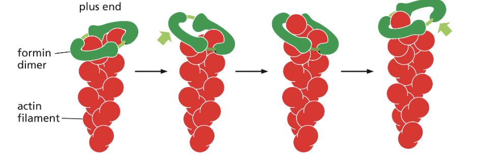 <p>nucleates assembly and remains associated with the growing plus end</p><ul><li><p>form a dimeric complex that can nucleate the formation of a new actin filament & remain associated with the rapidly growing plus end, increasing the rate of elongation</p></li><li><p>several formin dimers can nucleate the growth of actin filaments that can be cross-linked by other proteins to form parallel bundles</p></li></ul><p></p>